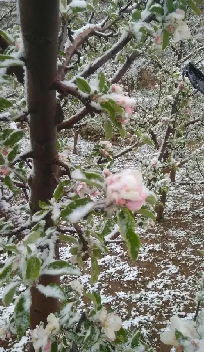 植物常识问题|农作物如何预防倒春寒（春季倒春寒最有效的防治措施）