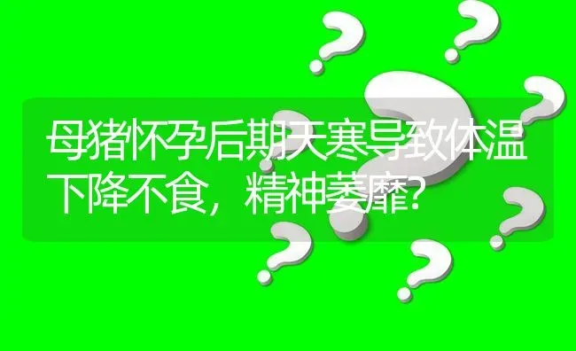 母猪怀孕后期天寒导致体温下降不食,精神萎靡? | 养殖问题解答