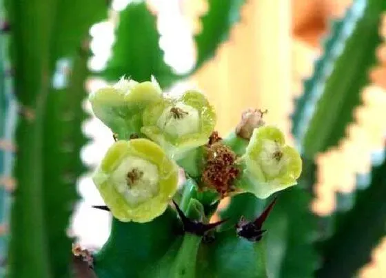 植物常识问题|龙骨花放阳台禁忌 龙骨花放在家里什么位置好