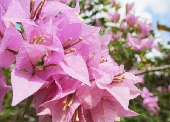 植物常识问题|三角梅花谢后如何修剪下一波花开更多