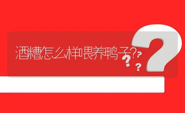 酒糟怎么样喂养鸭子? | 养殖问题解答