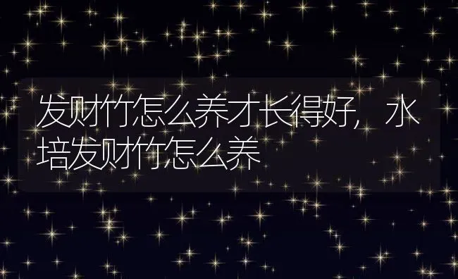 发财竹怎么养才长得好,水培发财竹怎么养 | 养殖常见问题