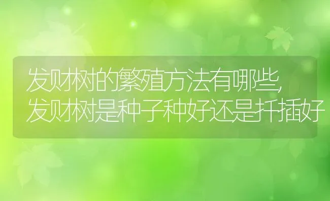 发财树的繁殖方法有哪些,发财树是种子种好还是扦插好 | 养殖常见问题