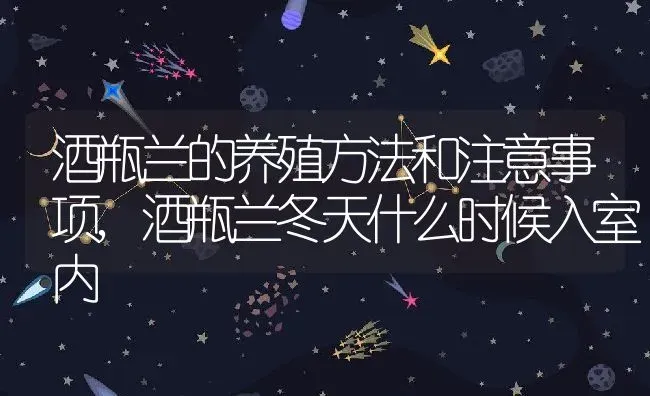 酒瓶兰的养殖方法和注意事项,酒瓶兰冬天什么时候入室内 | 养殖常见问题