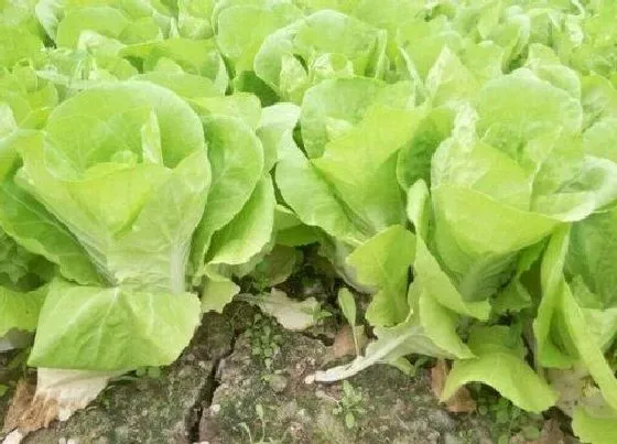 植物常识问题|小白菜种植的方法与时间（小白菜收获时间及管理技术）