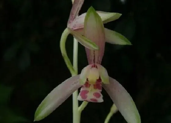 植物常识问题|夏季兰花容易烂根是什么原因