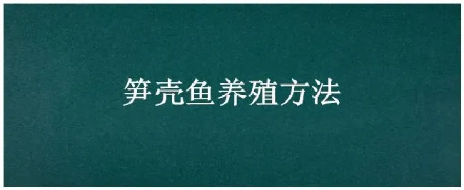 笋壳鱼养殖方法 | 农业答疑