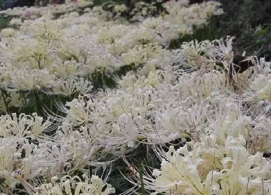 植物常识问题|曼陀罗华和曼珠沙华的区别