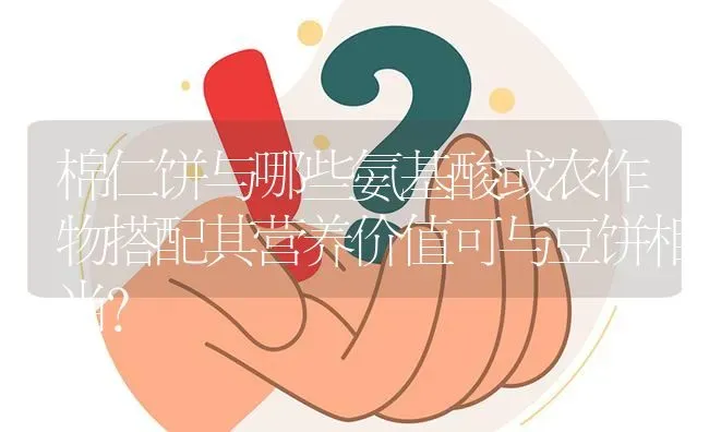 棉仁饼与哪些氨基酸或农作物搭配其营养价值可与豆饼相当? | 养殖问题解答