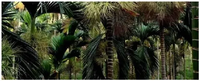 槟榔种植技术与栽培管理种植多少年可以摘果 | 农业常识