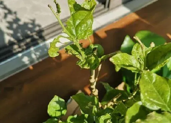 植物常识问题|秋季茉莉花总是不生长该怎么解决