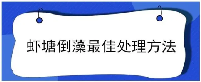 虾塘倒藻最佳处理方法 | 三农答疑