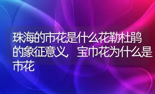 珠海的市花是什么花勒杜鹃的象征意义,宝巾花为什么是市花 | 养殖常见问题