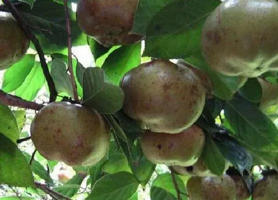 植物常识问题|油茶栽培技术