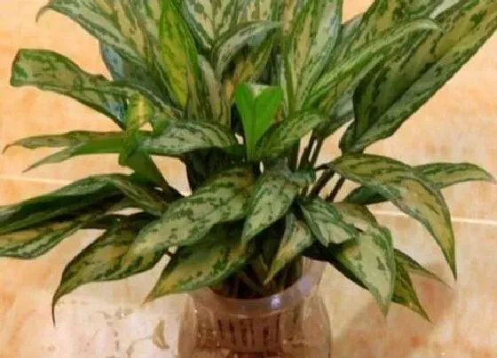 植物常识问题|吸油烟最强的植物排名 什么花放在厨房吸油烟最好