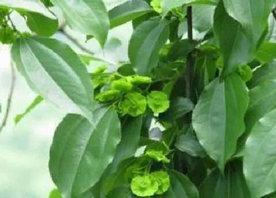 植物常识问题|金钱树如何施肥笋芽蹭蹭冒