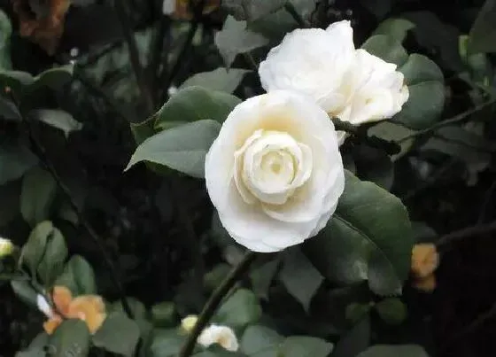植物常识问题|茶花生长缓慢怎么办  如何养花苞多又旺