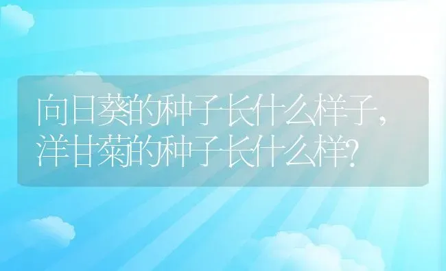 向日葵的种子长什么样子,洋甘菊的种子长什么样？ | 养殖常见问题