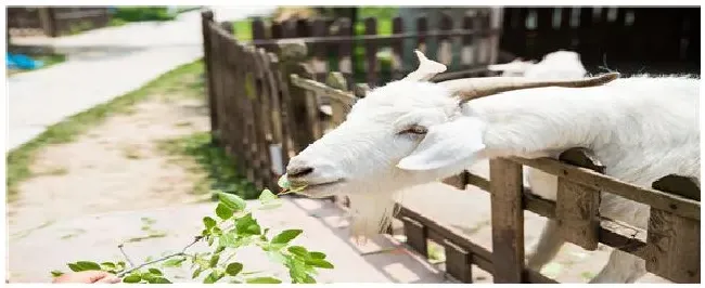羊小反刍怎么治疗用什么药快 | 农业答疑