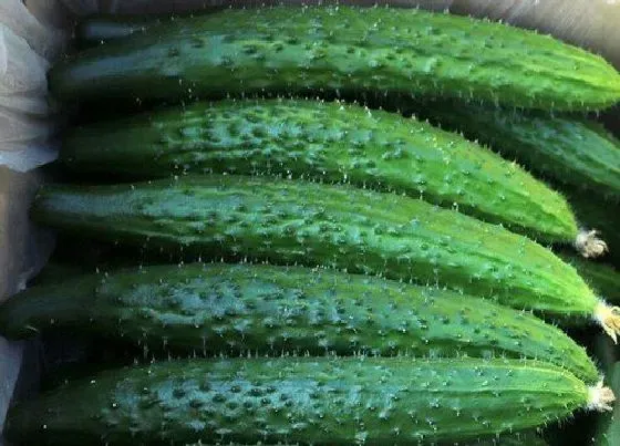 植物常识问题|夏季蔬菜有哪些 夏季时令蔬菜品种大全（图）