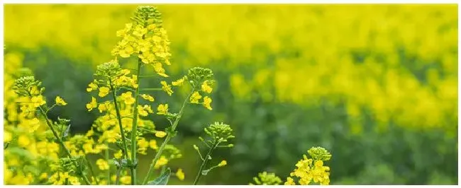 油菜籽的种植和管理 | 农业常识