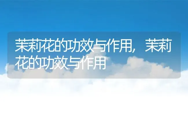 茉莉花的功效与作用,茉莉花的功效与作用 | 养殖常见问题