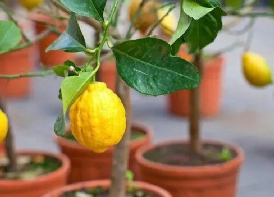 植物常识问题|盆栽柠檬挂果少怎么办