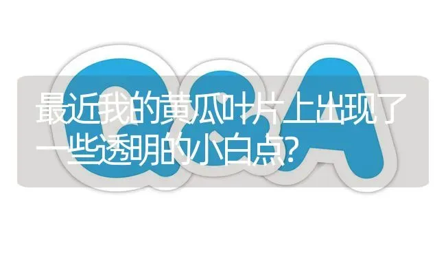 最近我的黄瓜叶片上出现了一些透明的小白点? | 养殖问题解答