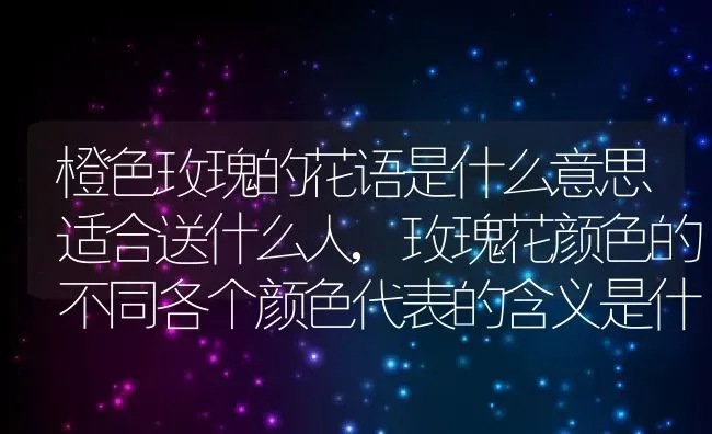 橙色玫瑰的花语是什么意思适合送什么人,玫瑰花颜色的不同各个颜色代表的含义是什么 | 养殖常见问题