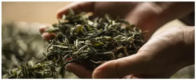 茶树什么时候剪枝最好 | 生活常识