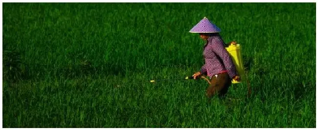 莠去津是封还是杀草 | 三农答疑