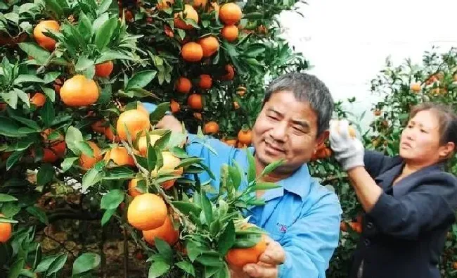 植物常识问题|柑橘树上有红蜘蛛打什么农药（柑橘红蜘蛛防治时间）