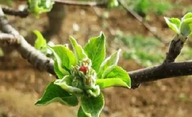 植物常识问题|苹果树只开花不结果怎么回事（苹果树开花不坐果的原因）