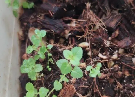 植物常识问题|南瓜种植技术与管理