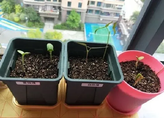 植物常识问题|蚯蚓粪栽种铜钱草效果如何