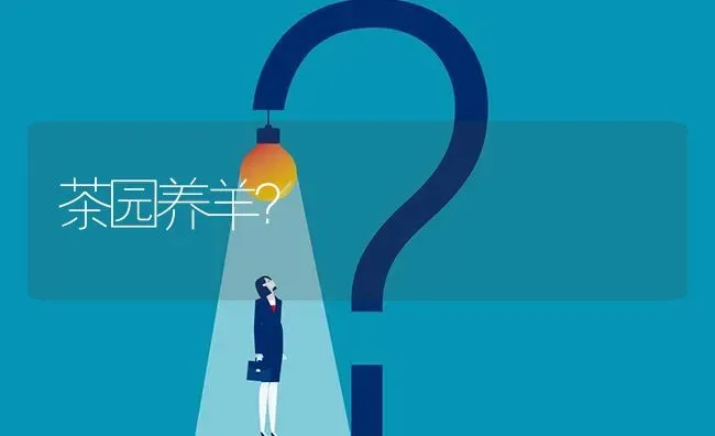 茶园养羊? | 养殖问题解答