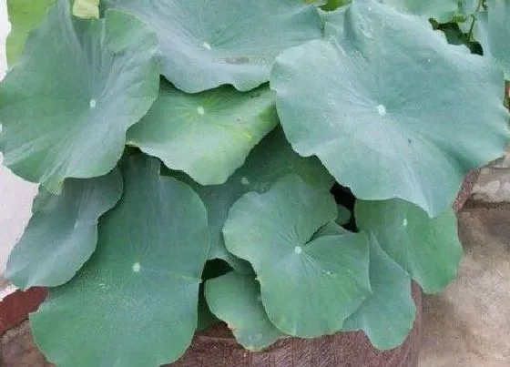 植物常识问题|盆栽荷花的栽培方法（荷花种子种植方法与家养步骤）