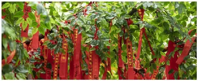 平安树多久浇一次水好 | 农业答疑