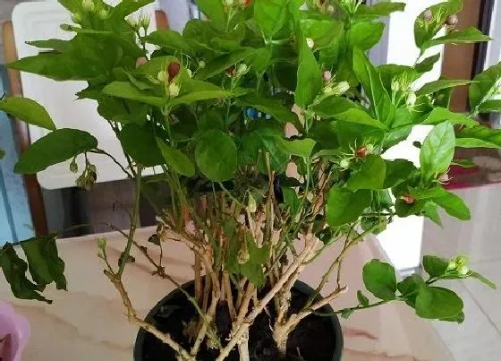 植物常识问题|花谢后的茉莉花如何养护