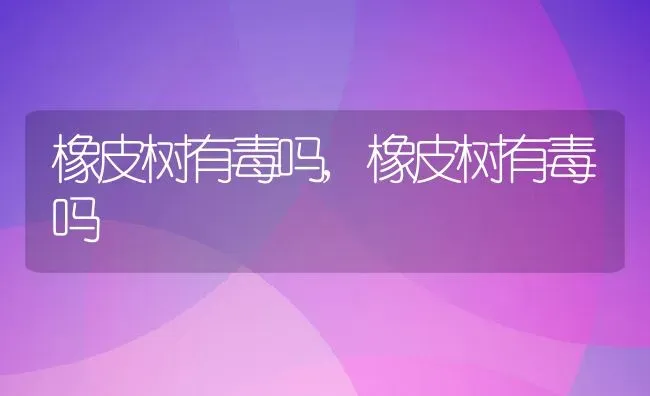 橡皮树有毒吗,橡皮树有毒吗 | 养殖常见问题