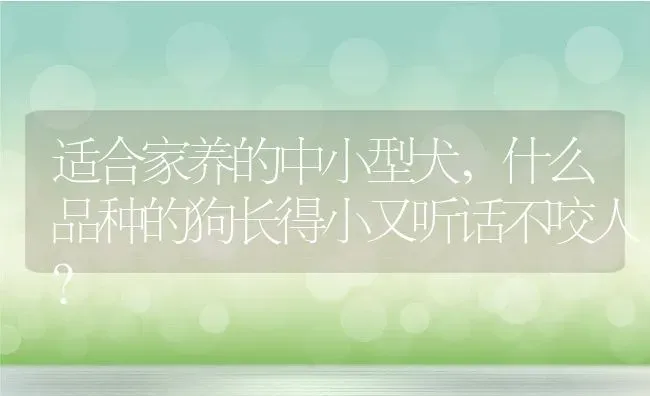 适合家养的中小型犬,什么品种的狗长得小又听话不咬人？ | 养殖常见问题
