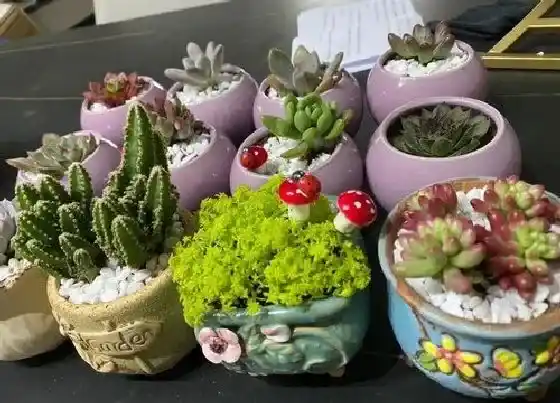 植物常识问题|多肉上盆后长时间不生长怎么办