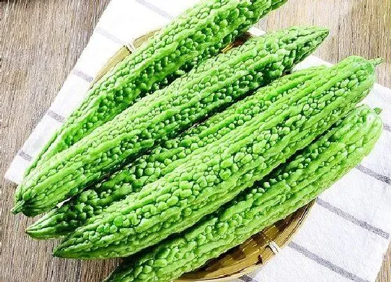 植物常识问题|夏季蔬菜有哪些 夏季时令蔬菜品种大全（图）