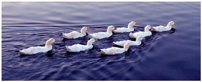 肉鸭安卡拉能治吗 | 农业答疑