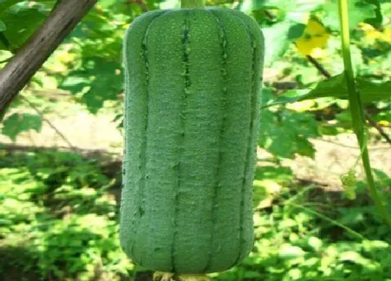 植物常识问题|丝瓜品种
