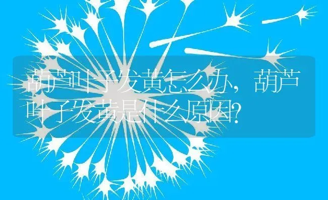 葫芦叶子发黄怎么办,葫芦叶子发黄是什么原因？ | 养殖常见问题