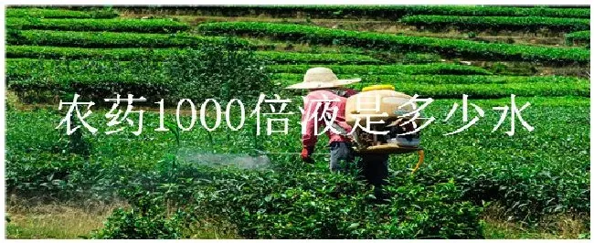 农药1000倍液是多少水 | 农业答疑