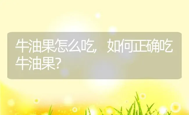 牛油果怎么吃,如何正确吃牛油果？ | 养殖常见问题