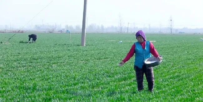 植物常识问题|尿素追肥可以撒施在小麦上吗（小麦追肥后要浇水吗）