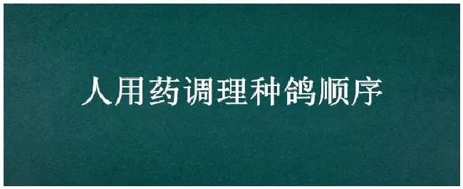 人用药调理种鸽顺序 | 三农答疑
